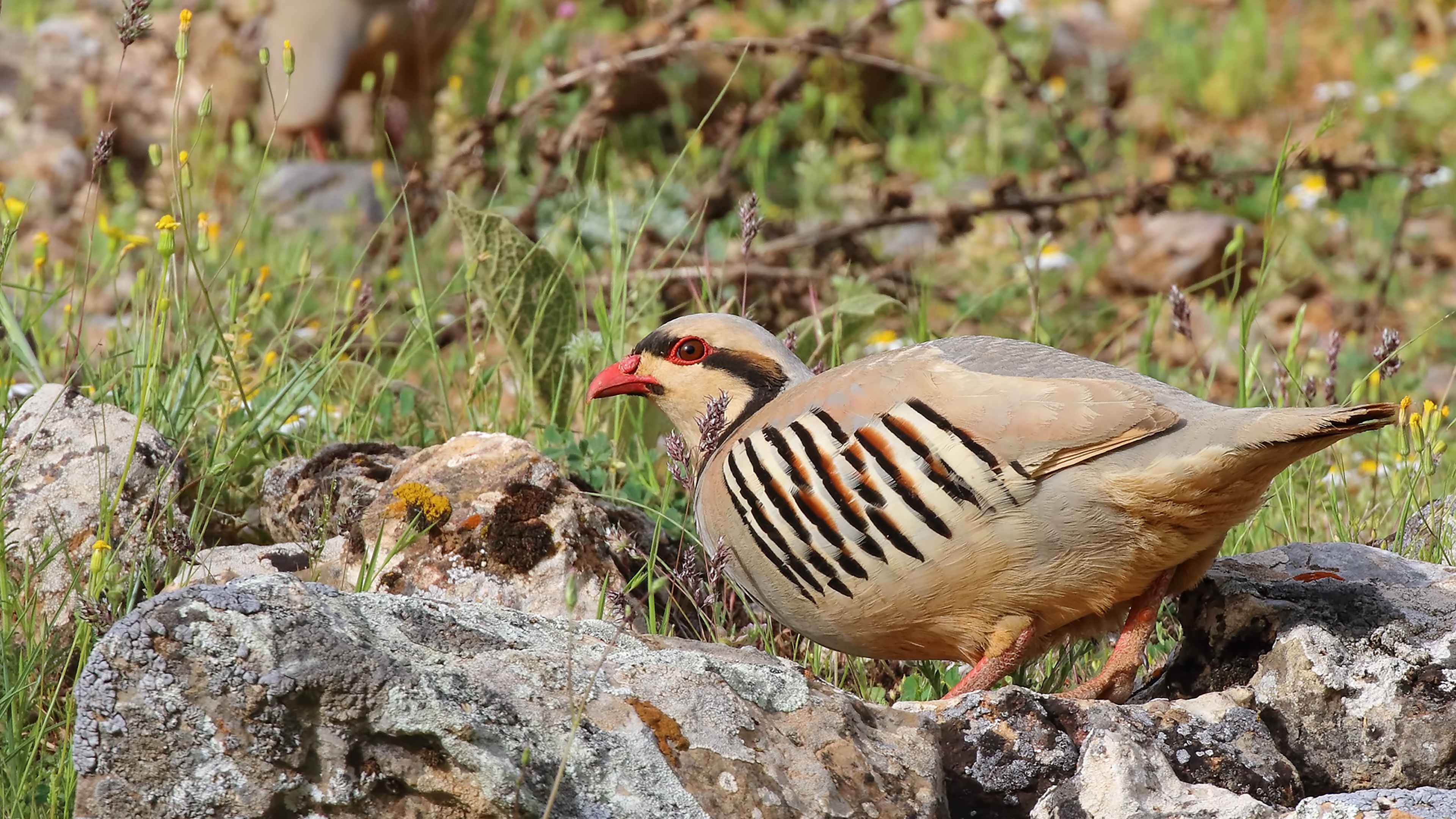 Chukar